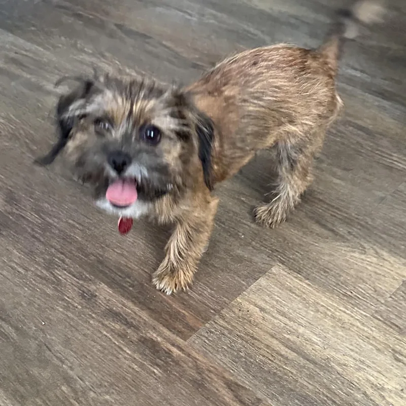 A young small-sized male Brown / Chocolate Yorkshire Terrier dog named Reilly for adoption in Las Vegas, NV