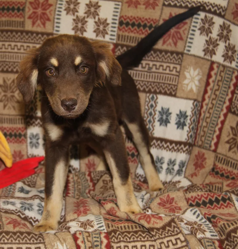 A baby medium-sized female Brown / Chocolate Australian Shepherd dog named April for adoption in Marietta, OH