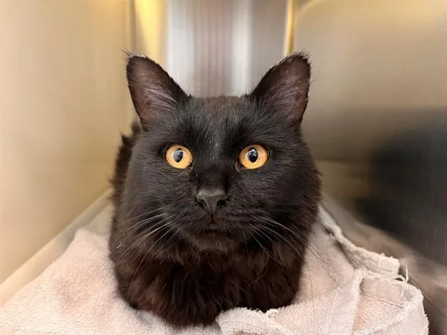 A young small-sized male Domestic Short Hair cat named Calvin for adoption in Colorado Springs, CO