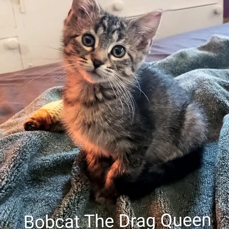 Bobcat The Drag Queen thumbnail 2
