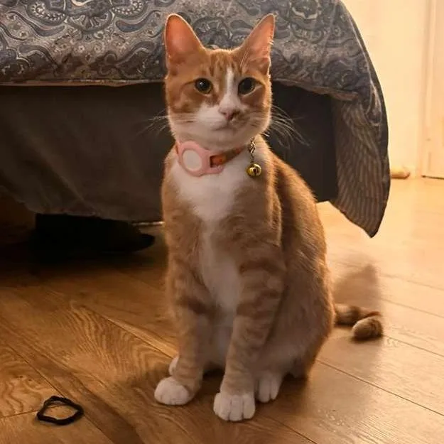 A young small-sized male Orange / Red Domestic Short Hair cat named Crookshanks for adoption in Long Beach, CA