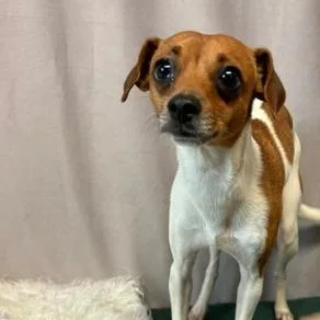 A young small-sized male White / Cream Chihuahua dog named Grogu D for adoption in Lebanon, TN