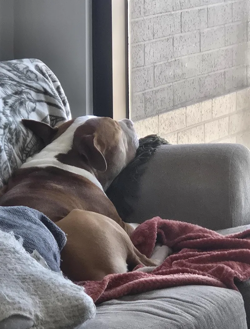 Brutus