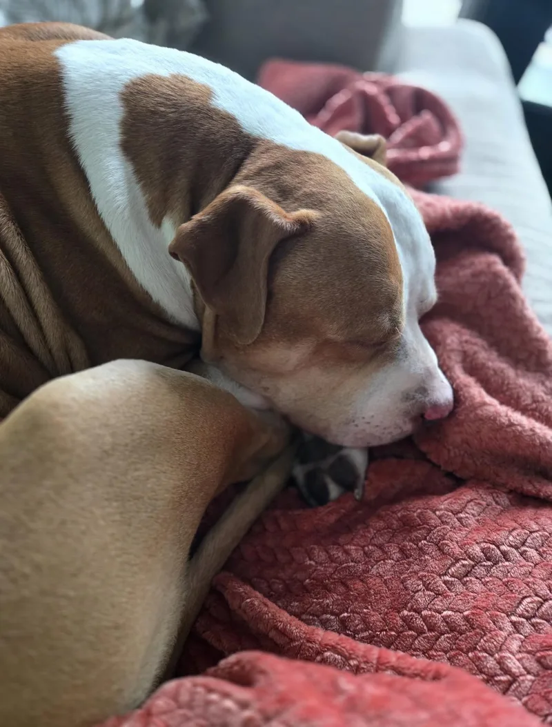 Brutus thumbnail 2