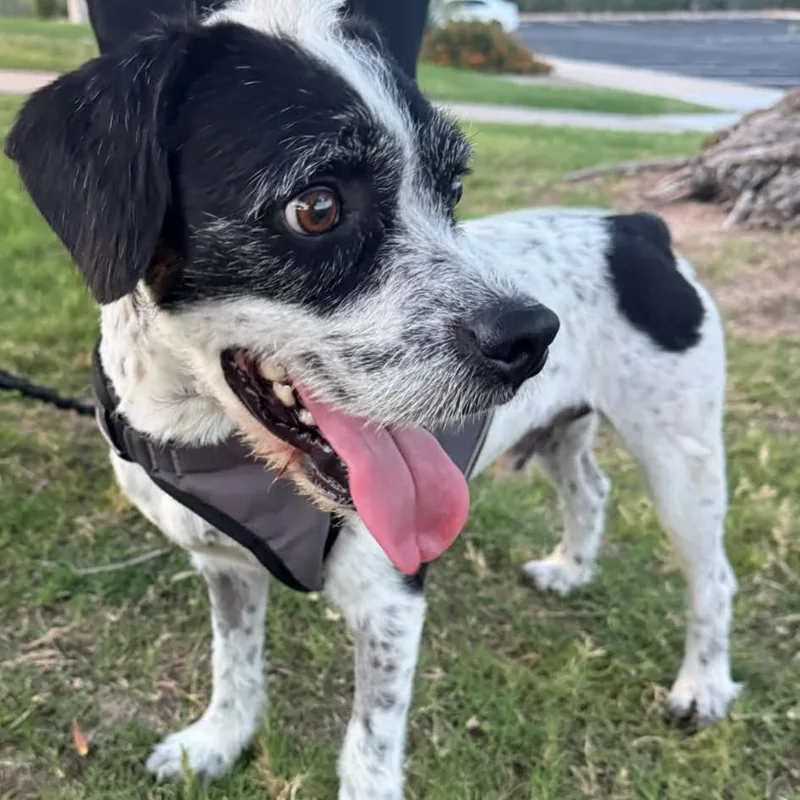 An adult medium-sized male Parson Russell Terrier dog named Charlie for adoption in Marana, AZ