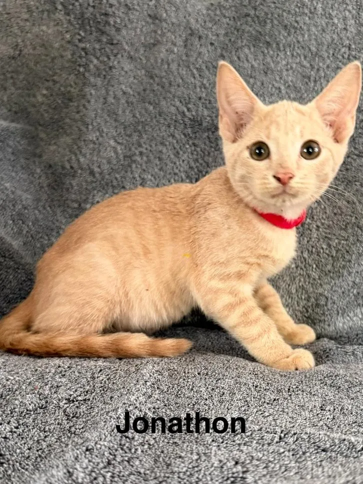 A baby small-sized male Tabby (Orange / Red) Domestic Short Hair cat named Jonathan for adoption in Wellington, FL