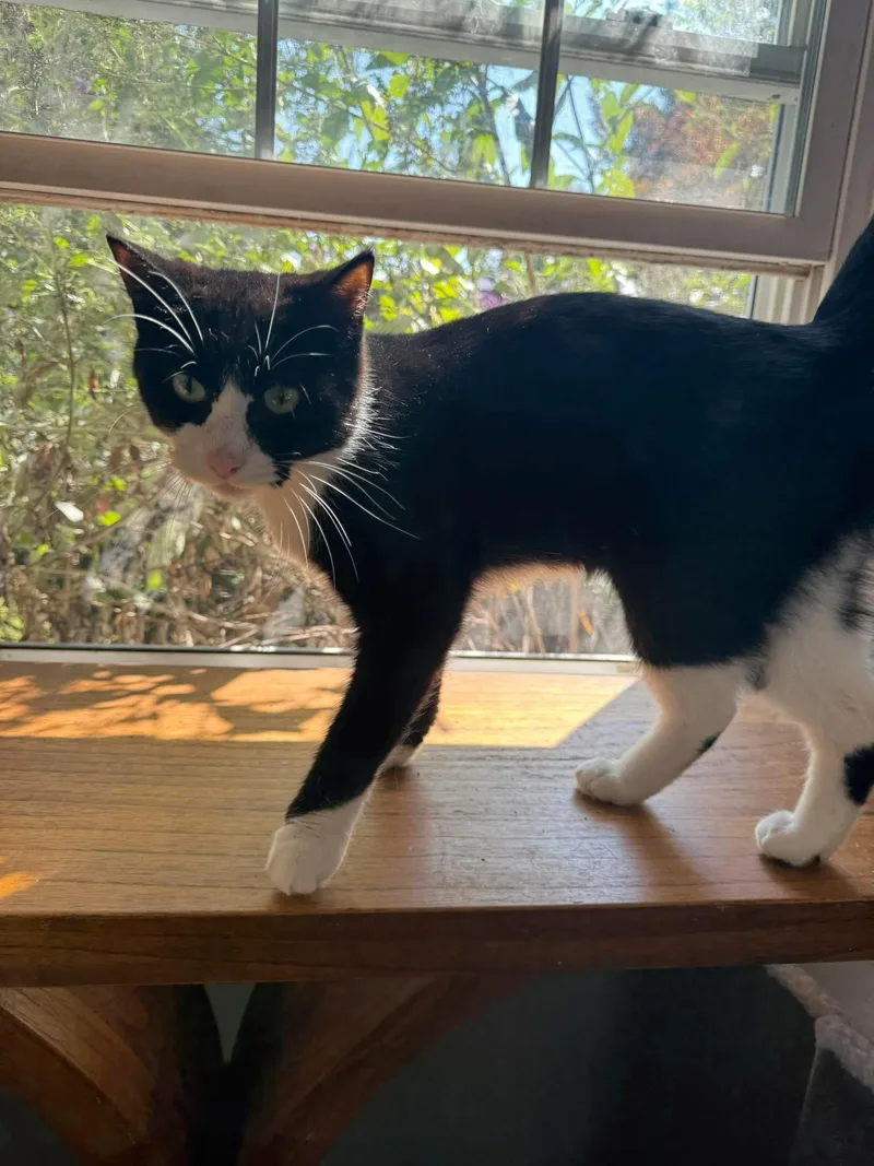 A young medium-sized female Tuxedo cat named Bernie for adoption in Newark, NJ