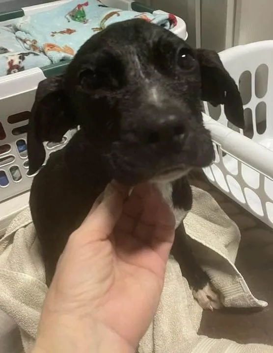 A baby medium-sized male Mixed Breed dog named Rainbow for adoption in Warren, MI