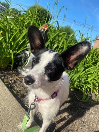 An adult small-sized female Terrier dog named Poppy for adoption in Parma, OH