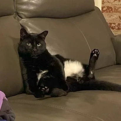 A senior extra large-sized male Domestic Short Hair cat named Lucky for adoption in Briarcliff Manor, NY