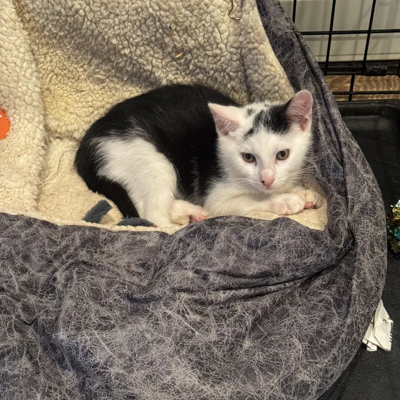 A baby medium-sized male White Domestic Short Hair cat named Scotch for adoption in Moriches, NY