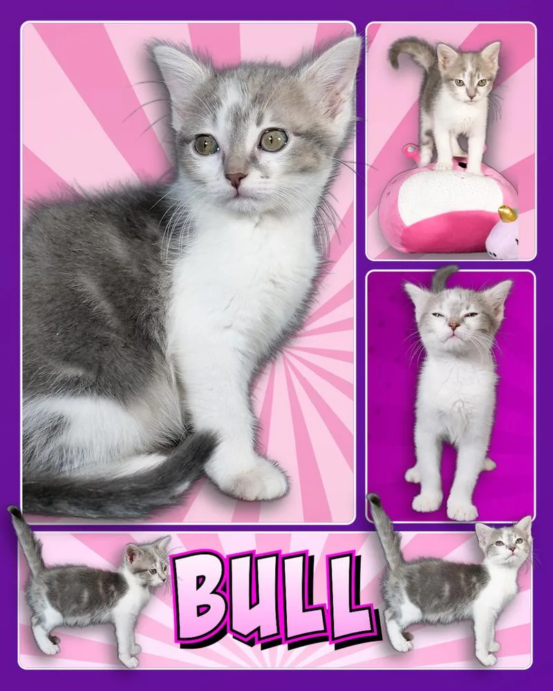 A baby small-sized female Gray & White Domestic Short Hair cat named Bull for adoption in Fremont, NE