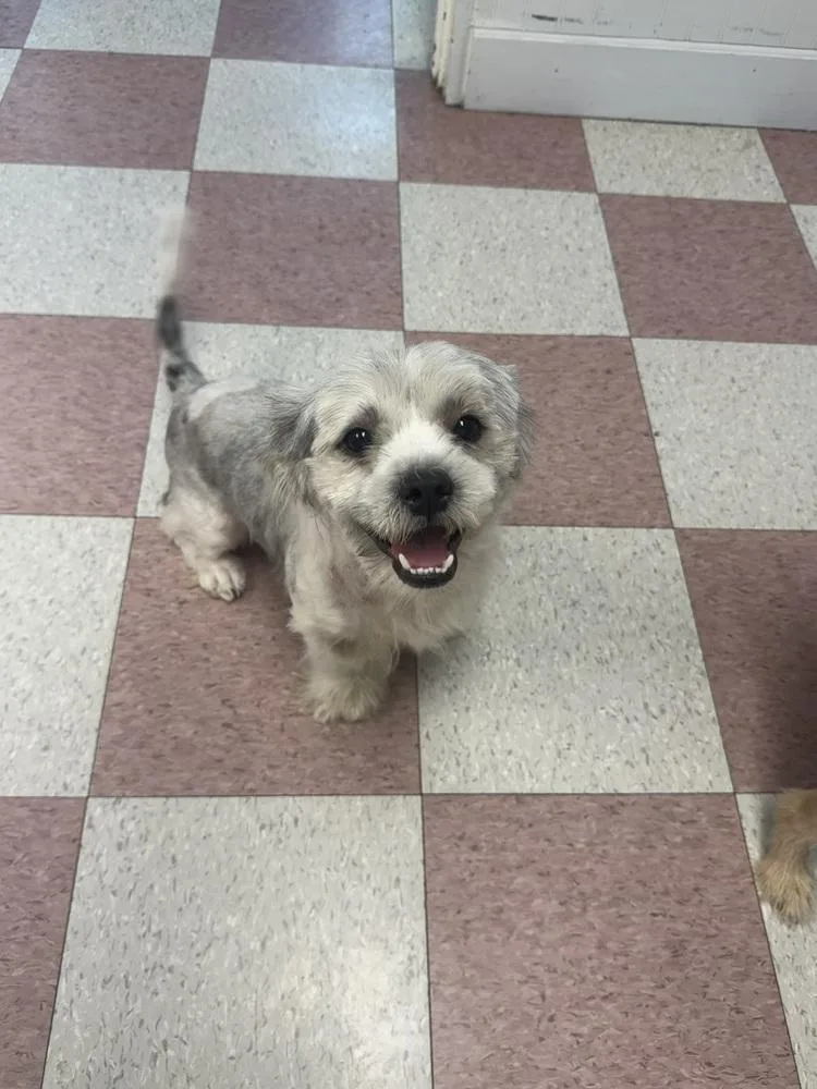 An adult small-sized male Shih Tzu dog named Panda for adoption in Ontario, CA