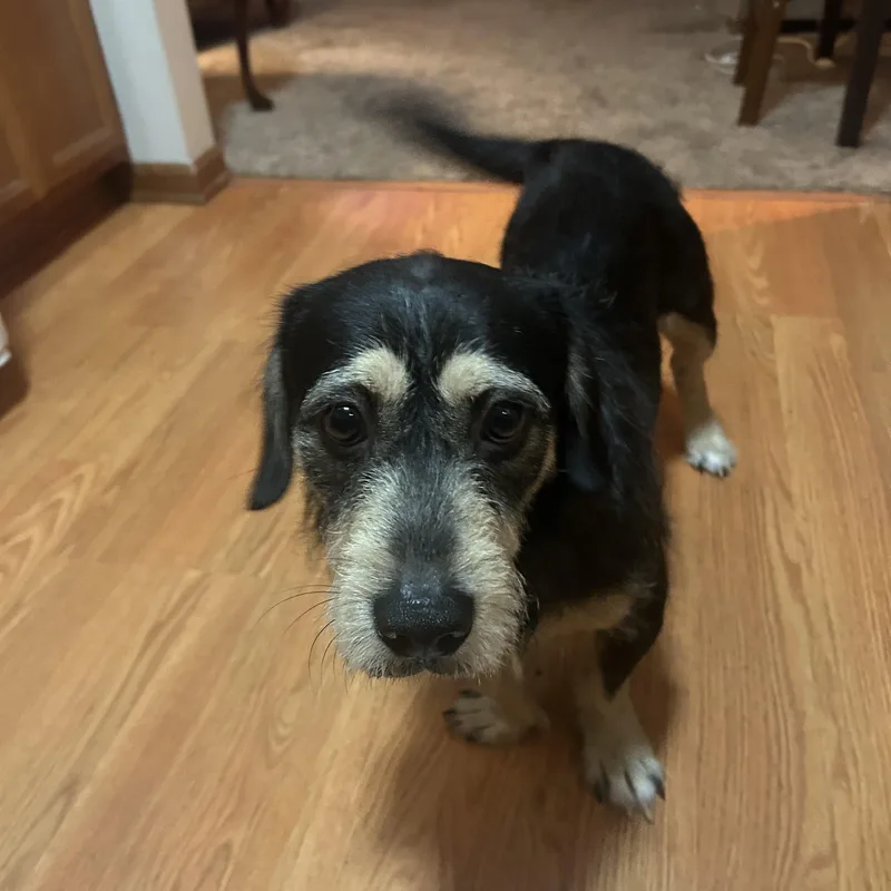 A young small-sized male Black Terrier dog named Ace for adoption in Plainfield, IL