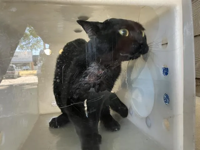 A young small-sized male Domestic Short Hair cat named Roger for adoption in Dallas, TX