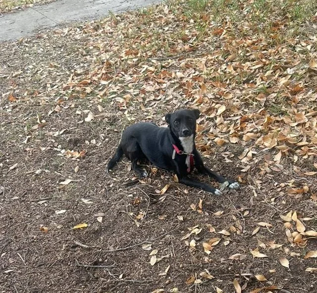 An adult small-sized female Terrier dog named Luna for adoption in San Antonio, TX
