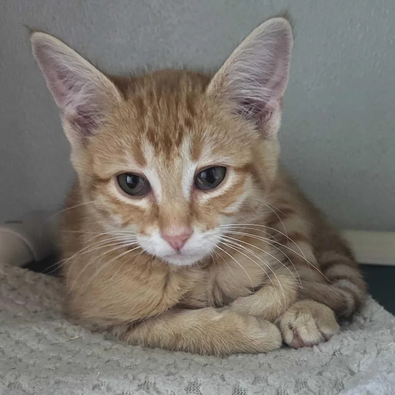 A baby small-sized female Orange / Red Domestic Short Hair cat named Rama for adoption in Chattanooga, TN