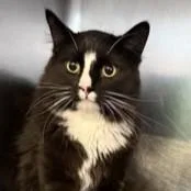 An adult large-sized male Black Domestic Medium Hair cat named Pooh Bear for adoption in Rapid City, SD