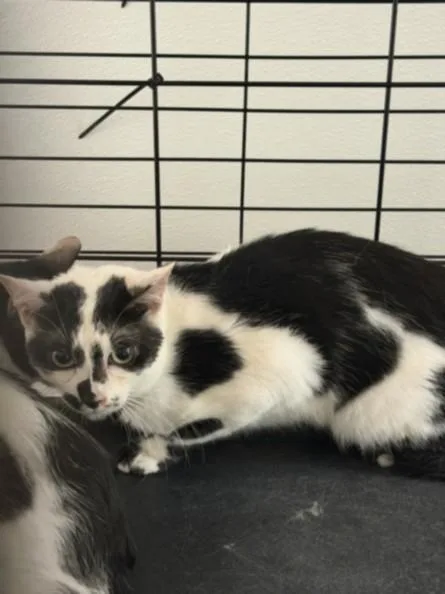 An adult large-sized male Domestic Short Hair cat named Moo for adoption in Chatsworth, CA