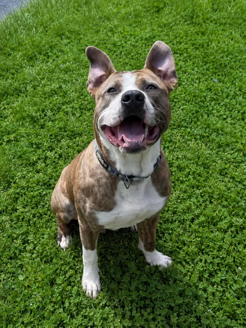 A young large-sized male American Staffordshire Terrier dog named Zazu for adoption in Olympia, WA