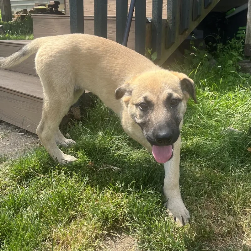A baby small-sized female Yellow / Tan / Blond / Fawn German Shepherd Dog dog named Willa for adoption in Bellingham, WA