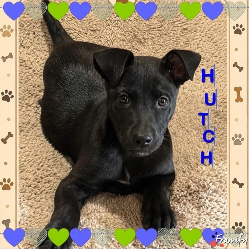 Hutch thumbnail 2