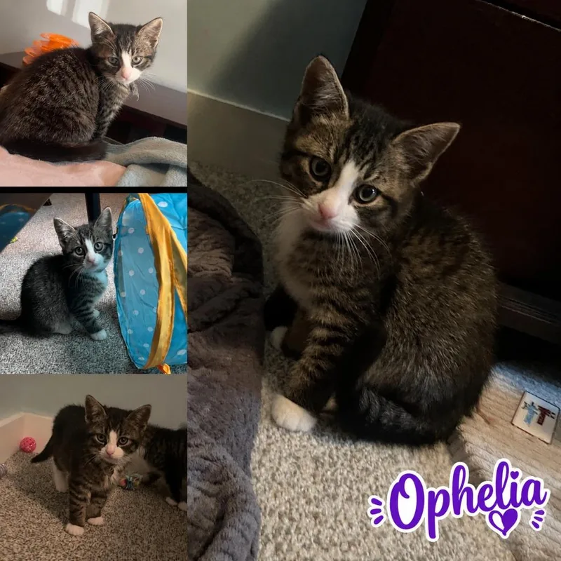 A baby small-sized female American Shorthair cat named Ophelia for adoption in Hagaman, NY