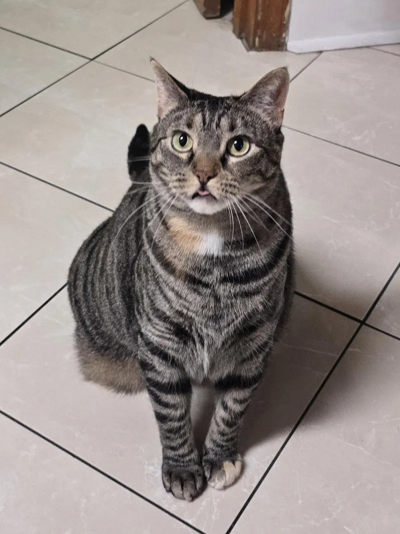 An adult large-sized female Tortoiseshell cat named Poor Sweet Dahlia & for adoption in Atlanta, GA