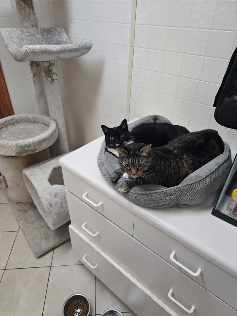 Poor Sweet Dahlia & thumbnail 3