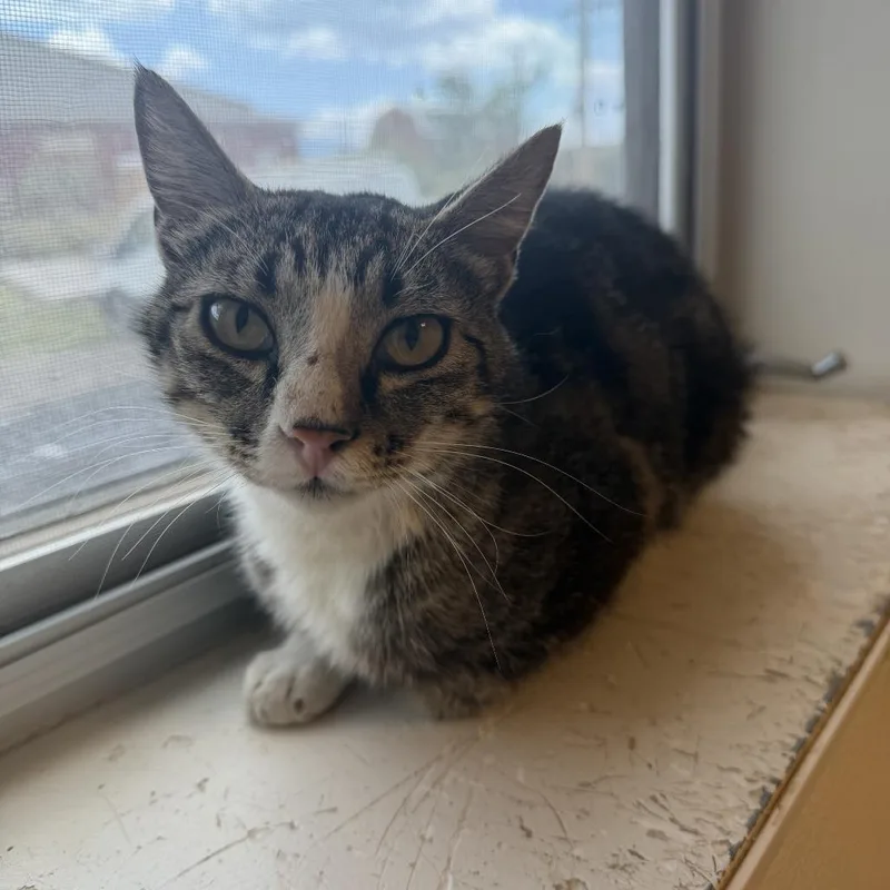 An adult medium-sized female Brown / Chocolate Domestic Short Hair cat named Koshka for adoption in Rifle, CO
