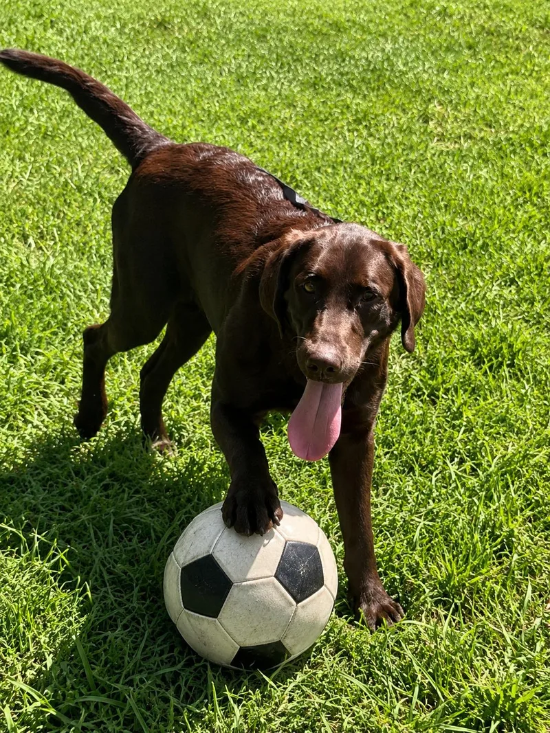 A young medium-sized male Chocolate Labrador Retriever dog named Peanut for adoption in Willington, CT