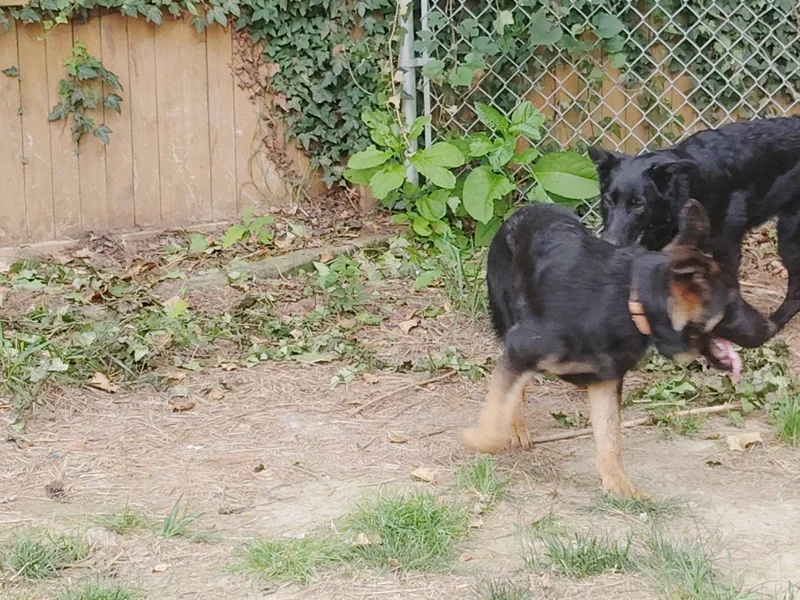 A baby large-sized male Black German Shepherd Dog dog named CHOPPER  Pick of for adoption in Wilmington, DE