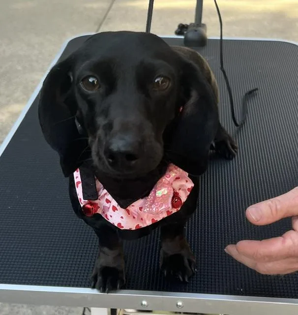 An adult small-sized female Black Dachshund dog named Nala for adoption in Colleyville, TX