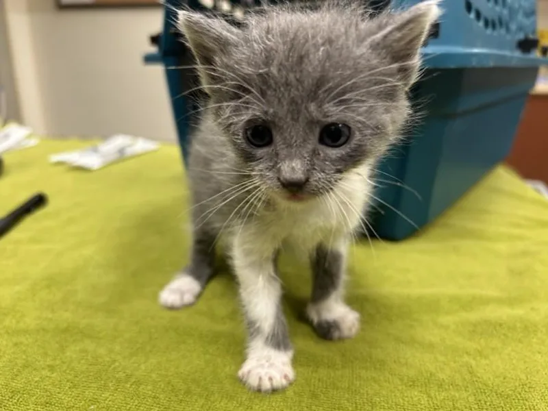 A baby small-sized female Domestic Short Hair cat named Maizy for adoption in Chapel Hill, NC