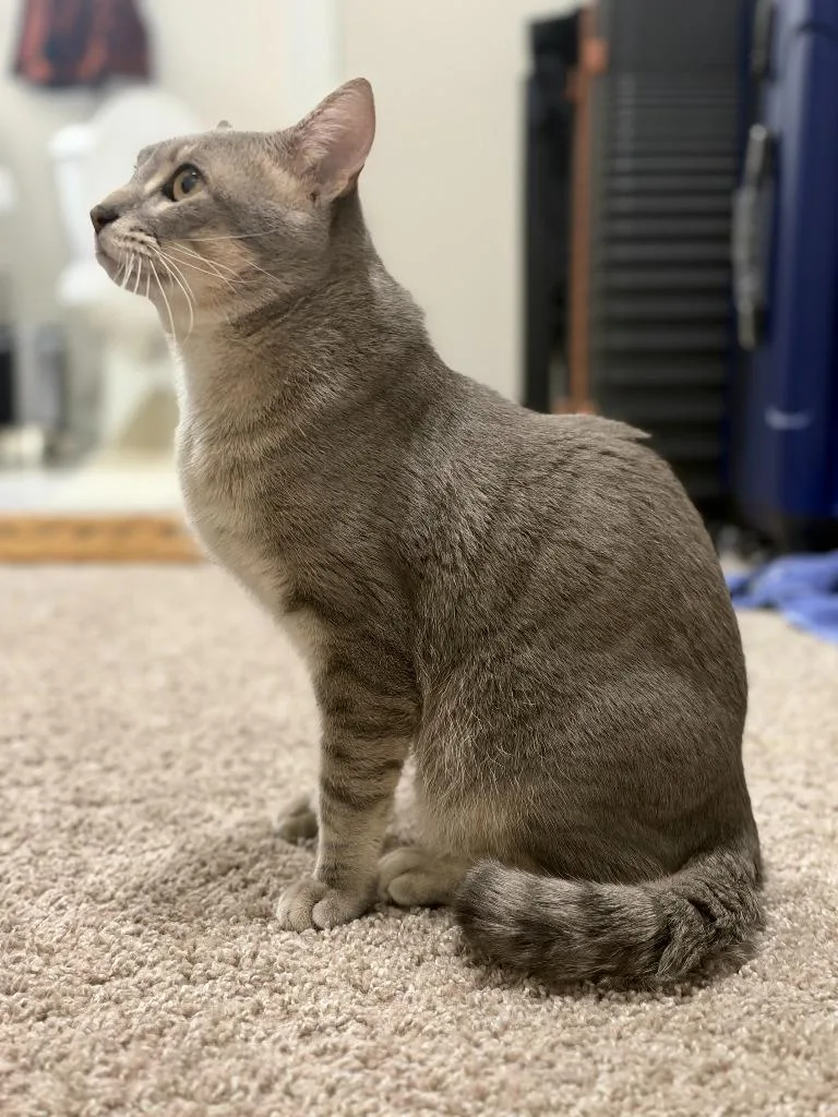 An adult medium-sized male Domestic Short Hair cat named Pickles for adoption in Minneapolis, MN