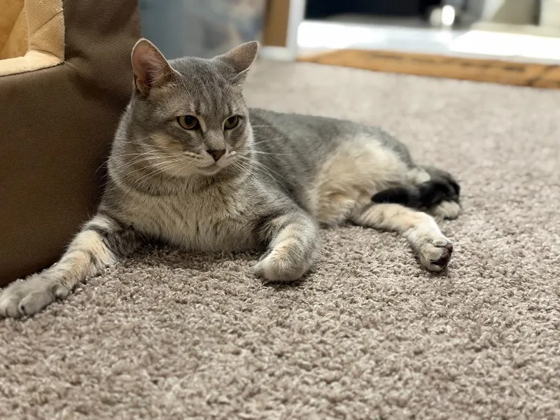 Pickles thumbnail 3