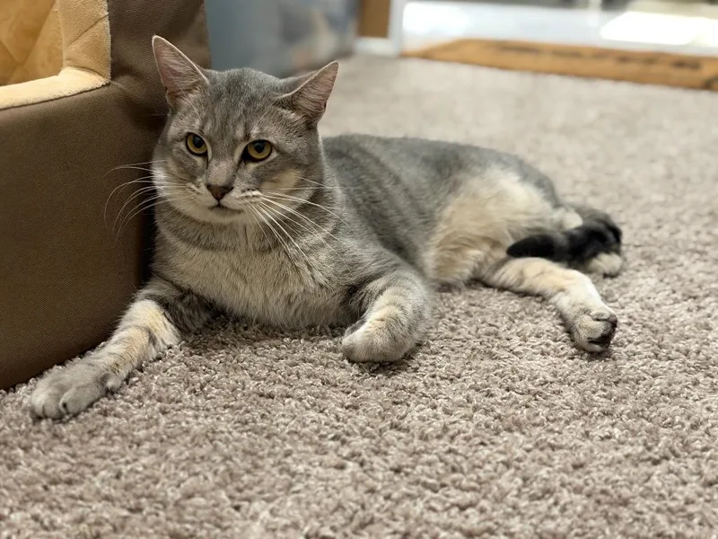Pickles thumbnail 5