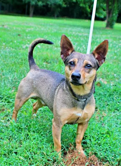An adult small-sized male Chihuahua dog named Gizmo for adoption in Morton Grove, IL