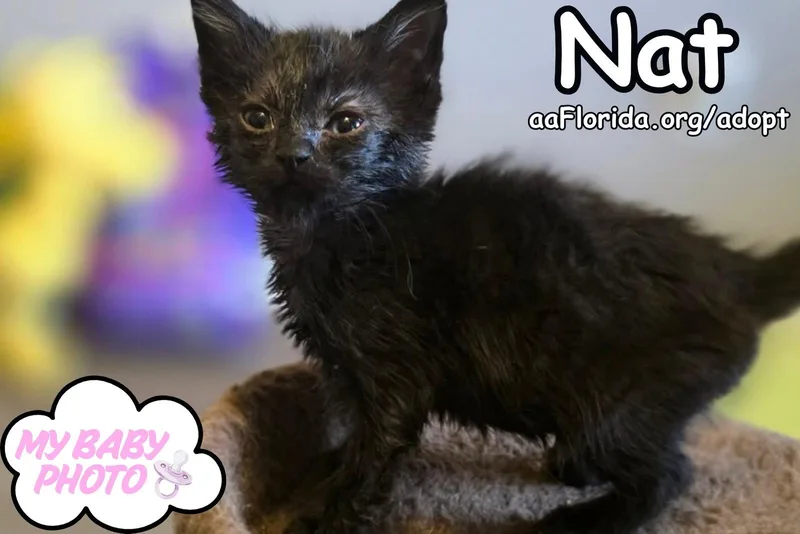 A young medium-sized female Black Extra-Toes Cat / Hemingway Polydactyl cat named Nat for adoption in Pensacola, FL