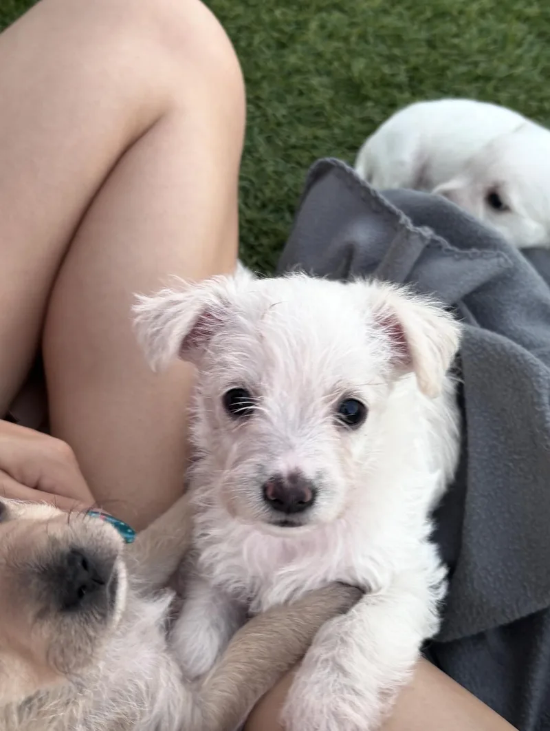 A baby small-sized female Terrier dog named Presley for adoption in Los Angeles, CA