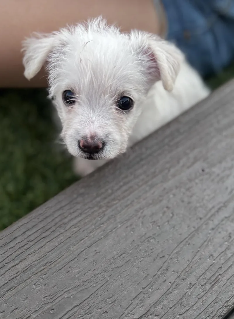 Presley thumbnail 3