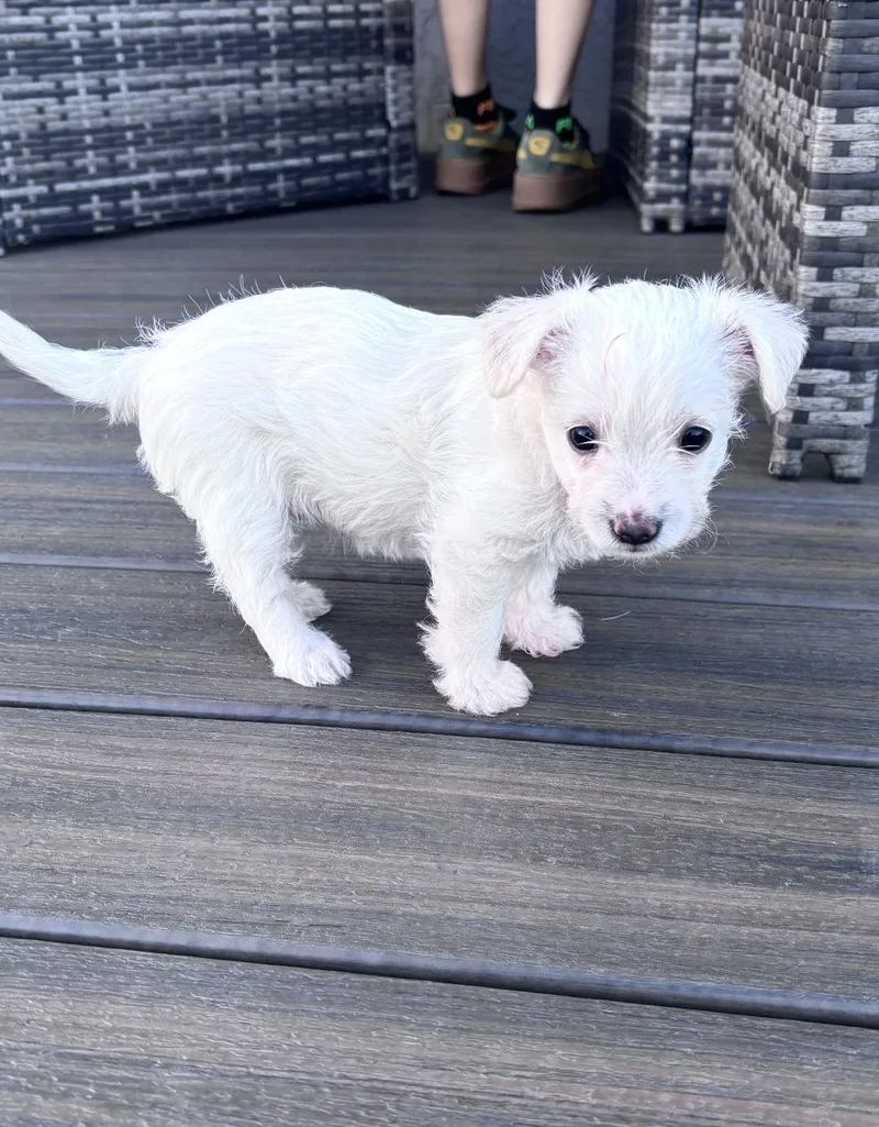 Presley thumbnail 5
