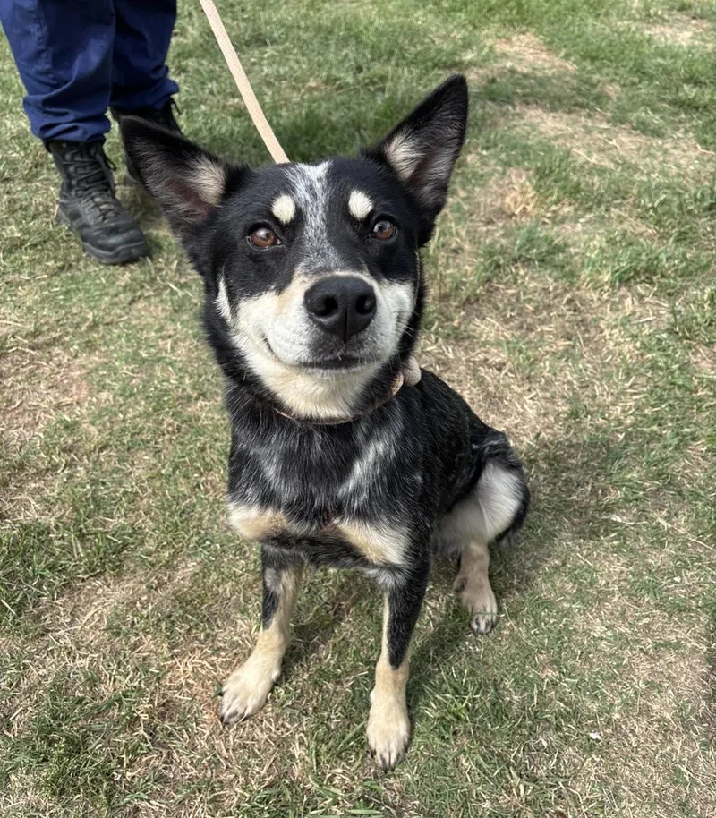 An adult medium-sized male Australian Cattle Dog / Blue Heeler dog named Prescott for adoption in Stillwater, OK