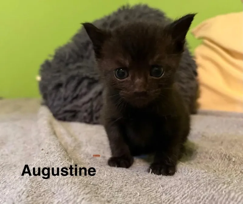 A baby medium-sized male Domestic Short Hair cat named Augustine for adoption in Johnson City, TN