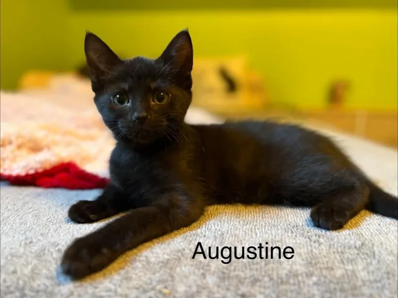 Augustine thumbnail 2