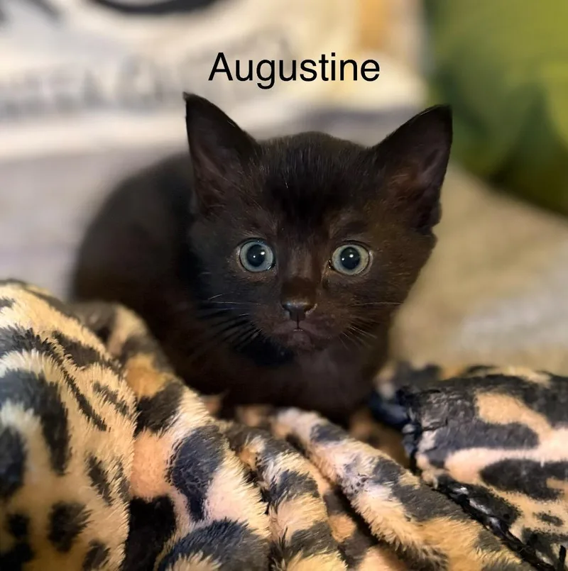 Augustine thumbnail 4