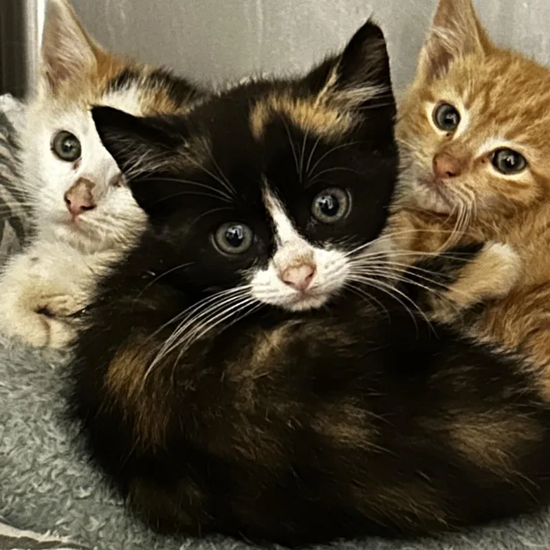 A baby small-sized female Black Domestic Short Hair cat named Cowgirl on the Train for adoption in Spruce Pine, NC