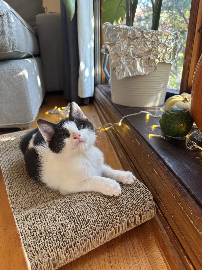 A baby medium-sized male Black & White / Tuxedo Domestic Short Hair cat named River for adoption in Weehawken, NJ