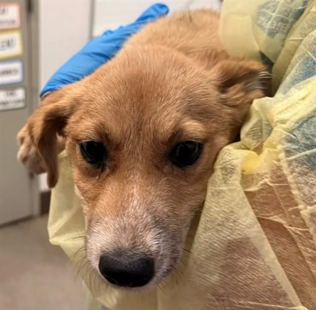 A baby small-sized female Carolina Dog dog named Butterscotch for adoption in Tucson, AZ