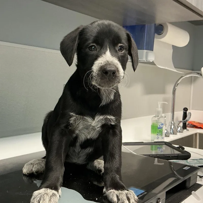 A baby small-sized female Black Labrador Retriever dog named Mildred for adoption in St Joseph, MO